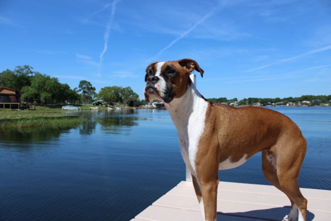 Dog-Friendly Large Luxury Houses To Rent in The Lake District
