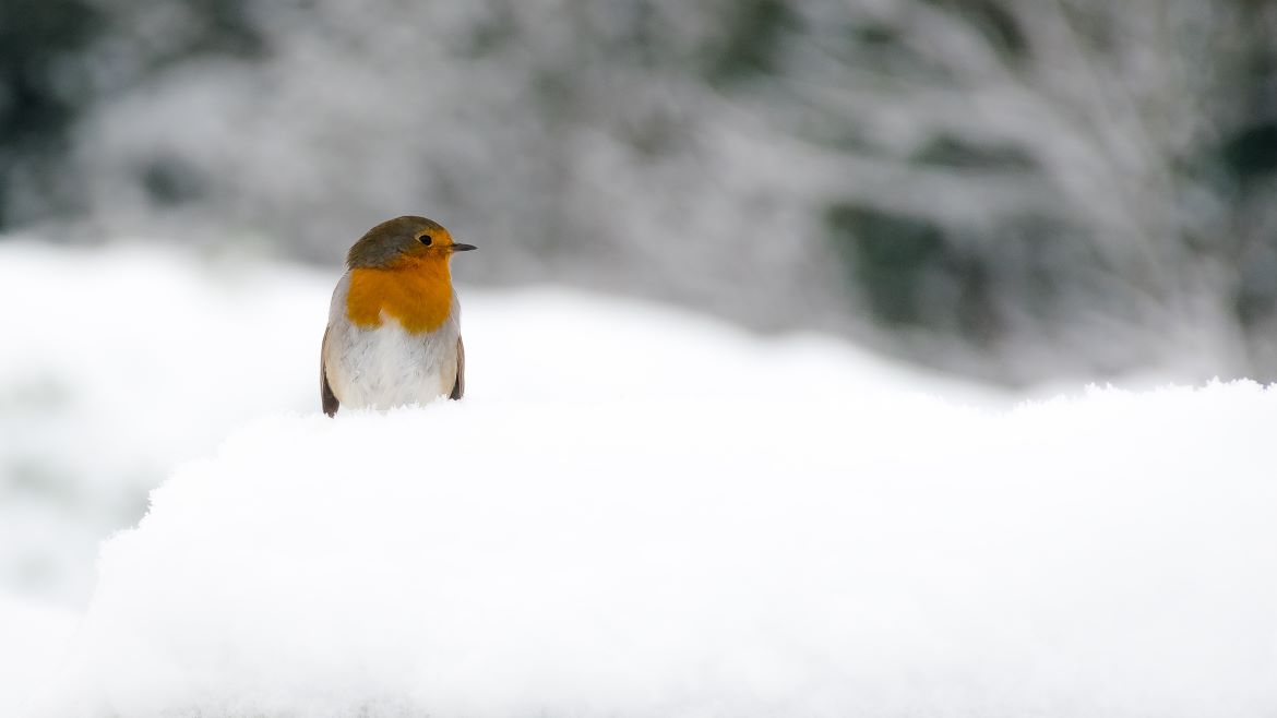 Large Luxury Houses To Rent In Herefordshire For Christmas
