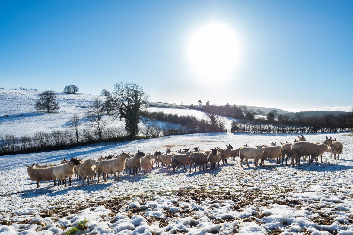 Large Luxury Houses To Rent In Shropshire For Christmas