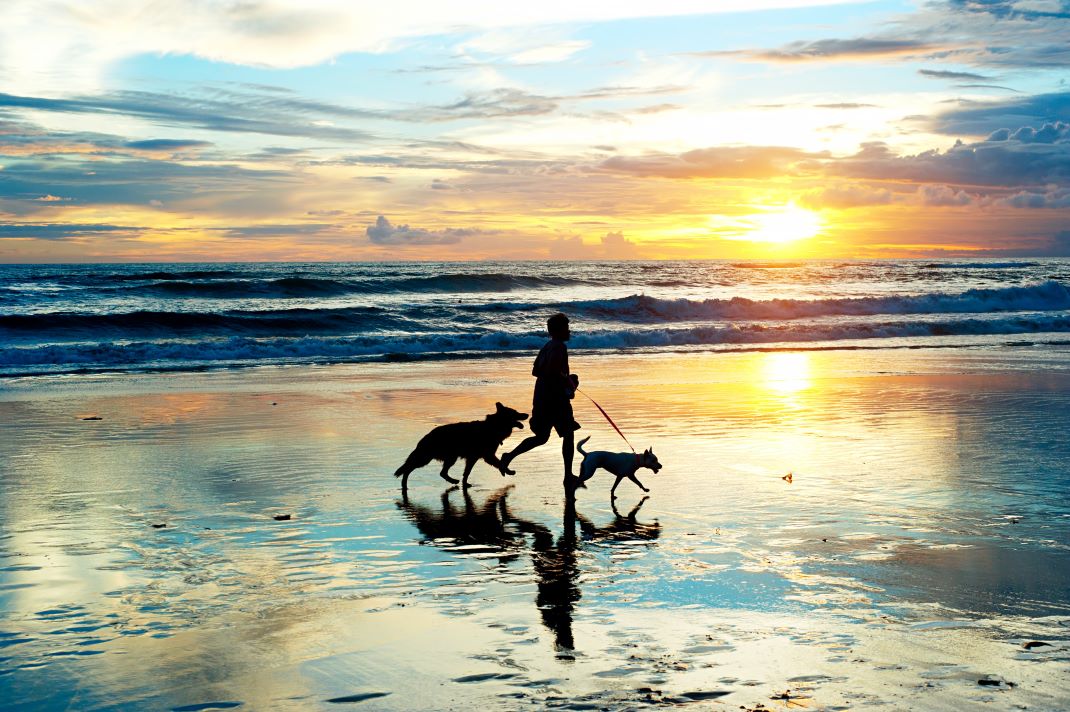 Dog-Friendly Large Luxury Houses To Rent in Dorset