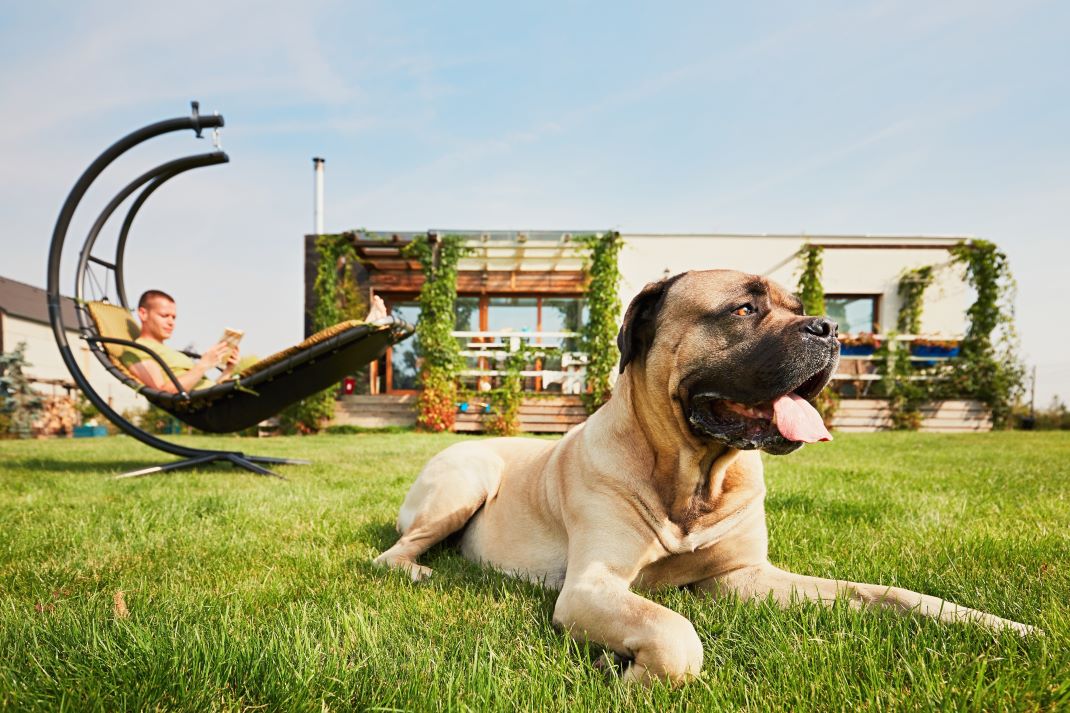 Dog-Friendly Large Luxury Houses To Rent in Hampshire