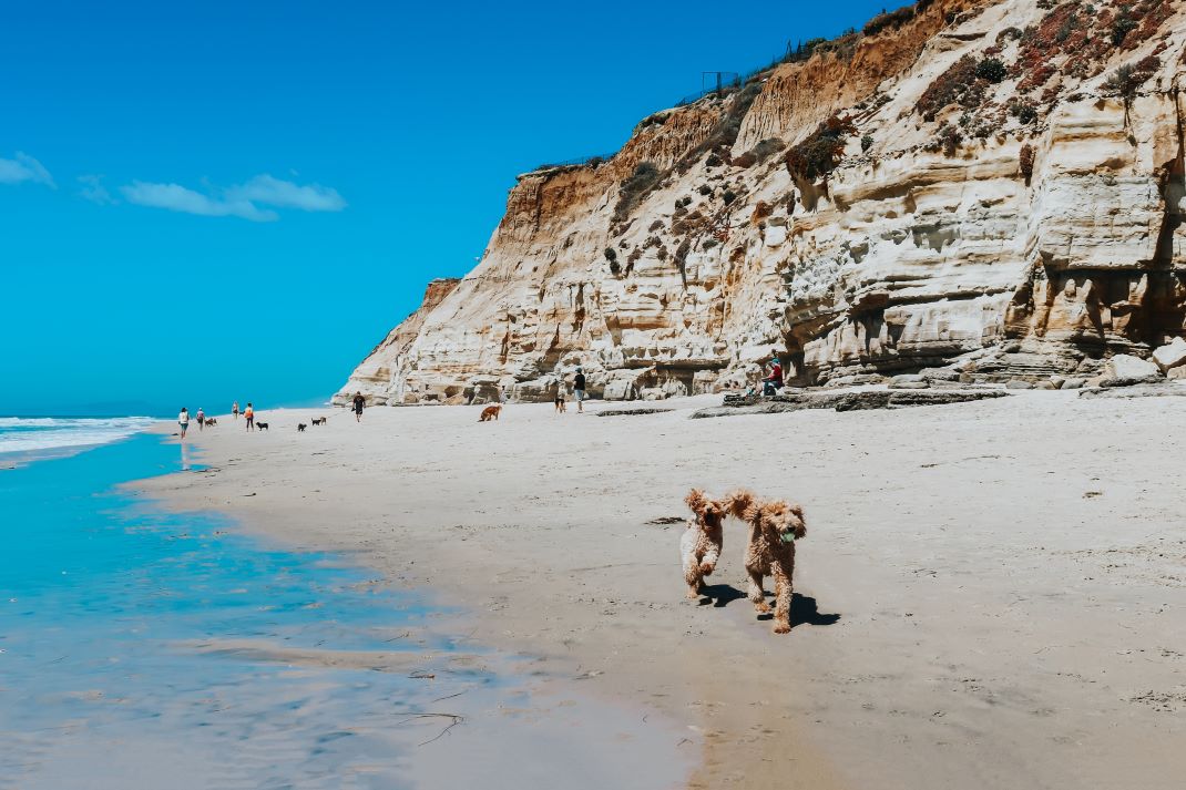 Dog-Friendly Large Luxury Houses To Rent in Somerset