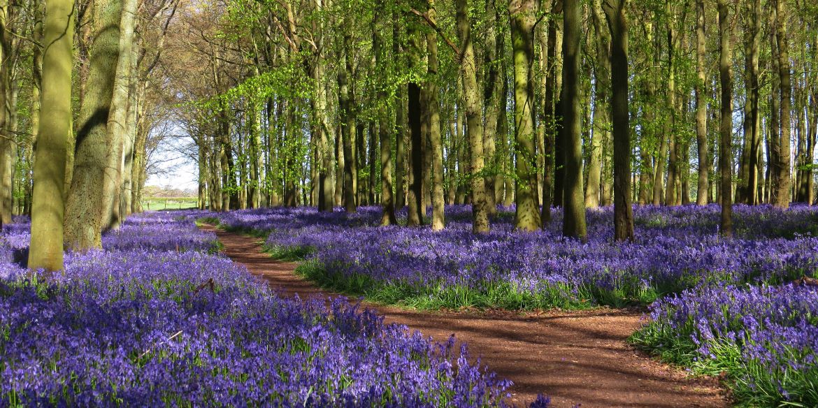 Large Luxury Houses To Rent In Hertfordshire