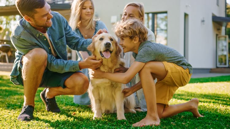 Large Dog Friendly Luxury Holiday Homes to Rent